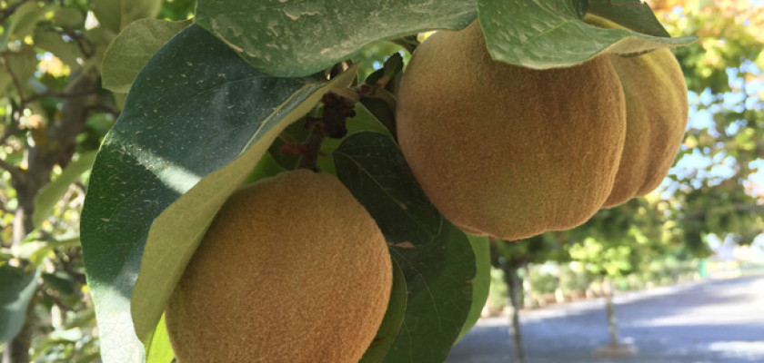 A healthy sweet quince - Membrillo San Lorenzo